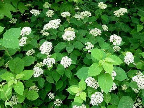 Using Georgia Native Plants: Roadside White Shrubs