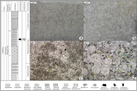 Characteristics of the Spotted Girvanella thrombolites in the Zhangxia... | Download Scientific ...