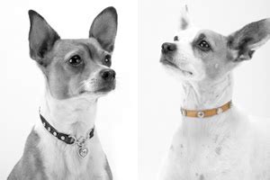 If It's Hip, It's Here (Archives): World's Most Expensive Dog Collars ...