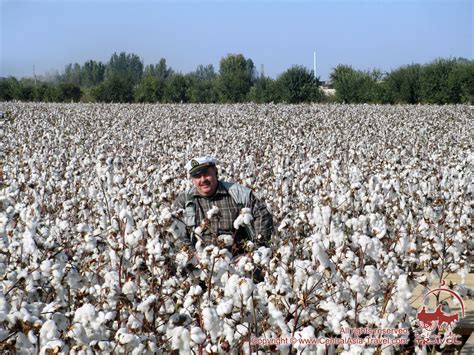 Warmth of ‘White Gold’. Cotton in Uzbekistan