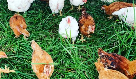 Organic Grassfed Chicken – Eden Green Farm