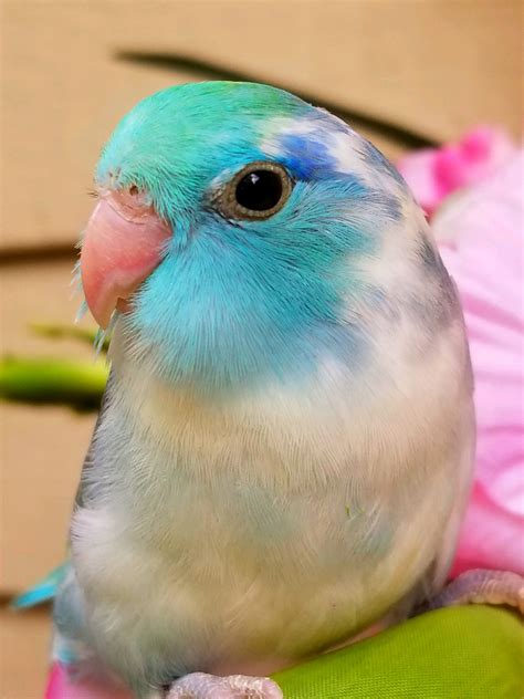 Parrotlet Birds For Sale | Denver, CO #197497 | Petzlover