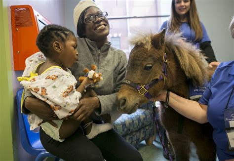 Therapy Animals