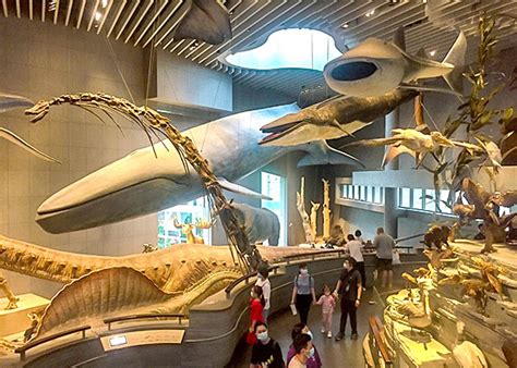 Shanghai Natural History Museum Tickets Online Booking