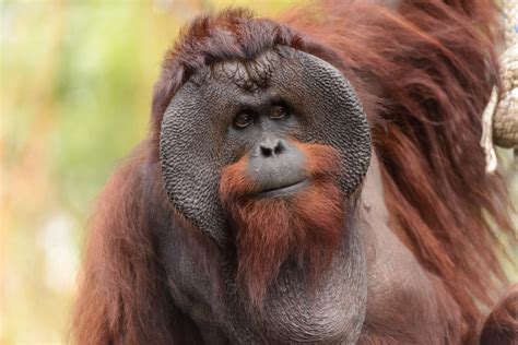 Male Bornean Orangutan - Big Cheeks | Eric Kilby | Flickr