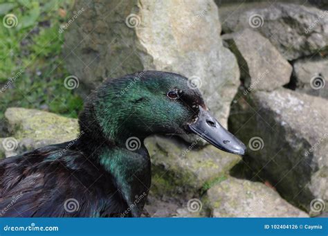 Black Cayuga Duck Portrait Showing Colorful Iridescence On Feathers ...