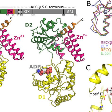 (PDF) Insights into the RecQ helicase mechanism revealed by the structure of the helicase domain ...