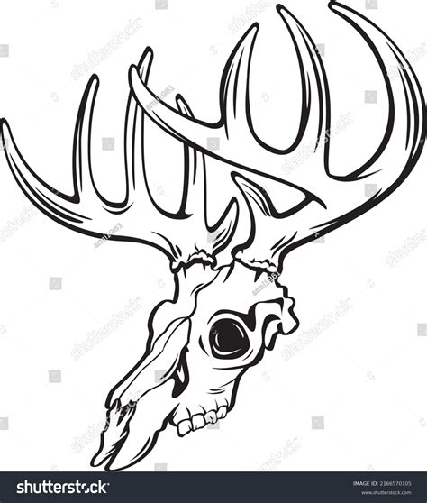 Whitetail Deer Buck Skull Vector Stock Vector (Royalty Free) 2166570105 | Shutterstock