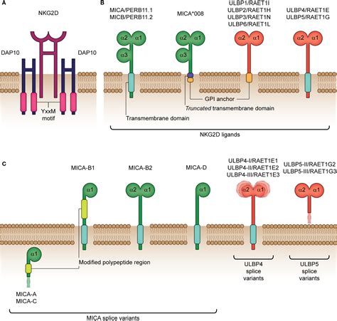 Frontiers | Manipulating the NKG2D Receptor-Ligand Axis Using CRISPR: Novel Technologies for ...