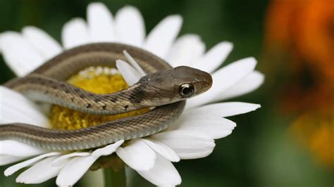 How To Take Care Of A Baby Garter Snake?