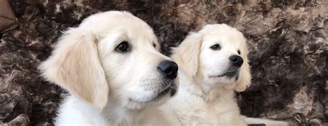 √√ Golden Retriever Puppies For Sale $200 Massachusetts USA - Buy Puppy In Your Area