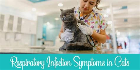 10 Symptoms of Upper Respiratory Infection in Cats | Raise a Cat