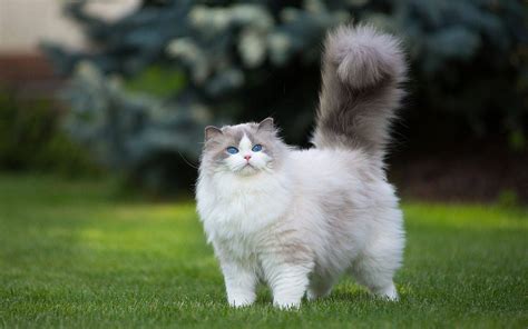 Top 5 most fluffy cat breeds - BestHouseCatCare