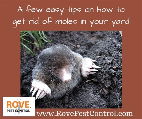 A few easy tips on how to get rid of moles in your yard - Rove Pest Control