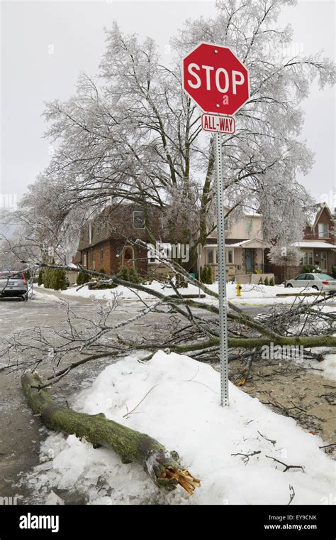 Ice storm damage in Leaside neighborhood; Toronto, Ontario, Canada ...