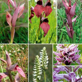 Recently discovered populations of orchid species either new to, or ...