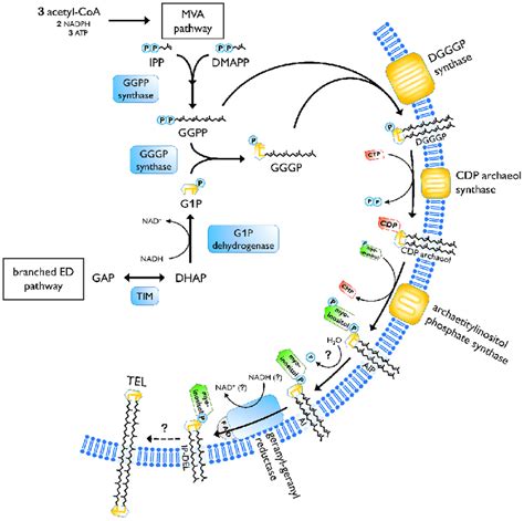 Pdf Biosynthesis Of Archaeal Membrane Ether Lipids | My XXX Hot Girl