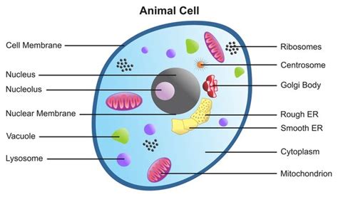 Lysosome In Animal Cell