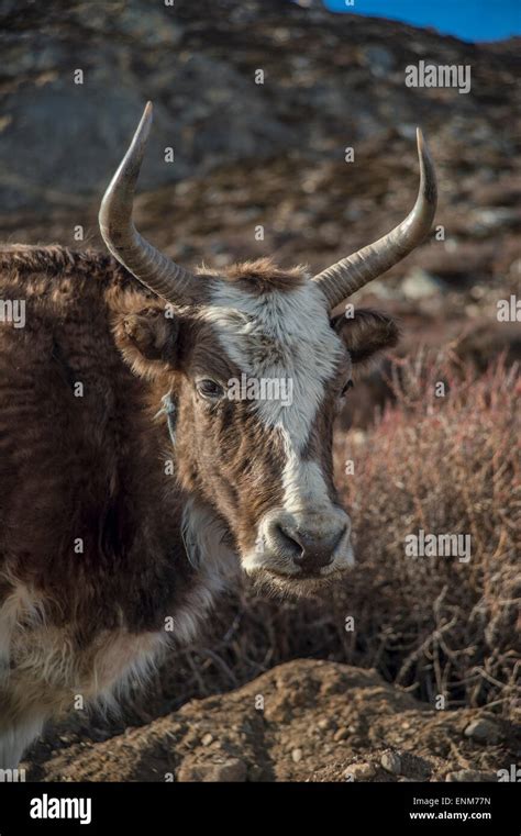 Dzo (yak hybrid) in the himalayas Stock Photo - Alamy