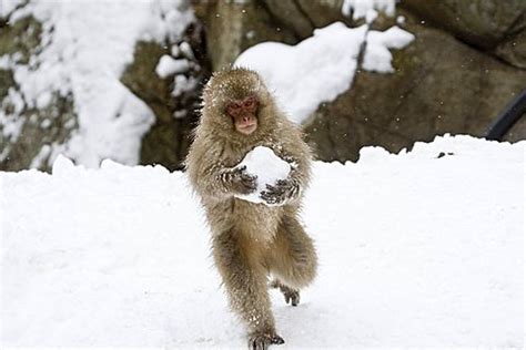 Snow monkeys - robertharding