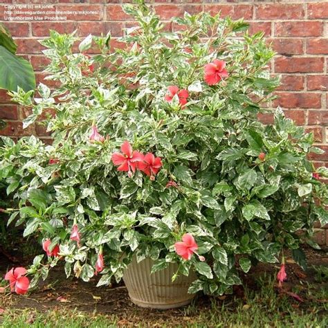 PlantFiles Pictures: Variegated Tropical Hibiscus 'Snow Queen ...