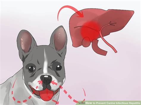 How to Prevent Canine Infectious Hepatitis: 9 Steps