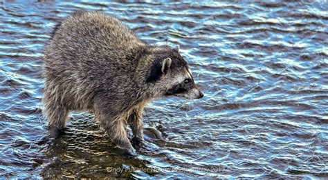 Washing My Paws | Two raccoons eating fish, mussels and what… | Flickr