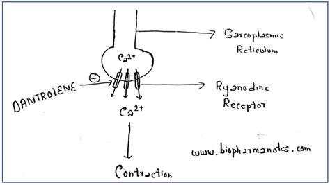 Dantrolene - BioPharma Notes