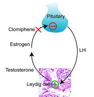 » How Clomid Works in Men Male Health