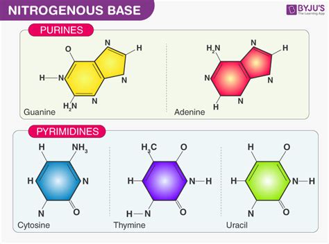 Structure Of Nucleotide Bases