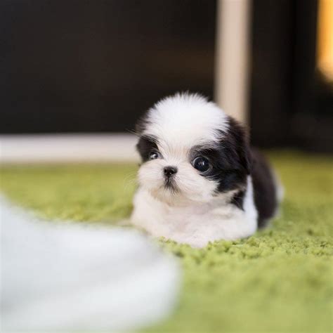 Oreo Teacup Shih Tzu | Cute teacup puppies, Teacup dog breeds, Teacup puppies