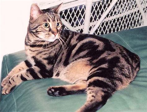 37 HQ Pictures Charcoal Marble Bengal Cat : Types Of Bengals - didi-arsandi