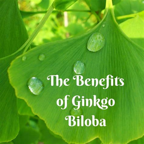 Ginkgo Biloba for Brain Fog, Microwave Sickness, Inflammation