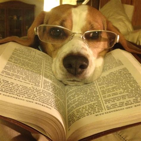 91 best Dogs and books images on Pinterest | Reading, Funny animals and Reading books