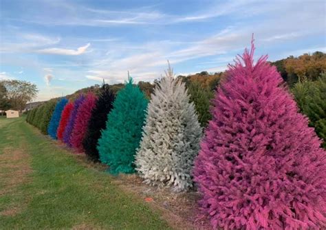 Wyckoff Christmas Tree Farm is Offering Colored Christmas Trees