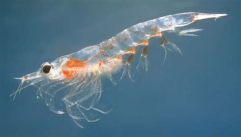 Krill - Wikipedia