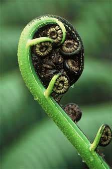 Ferns: Native plants