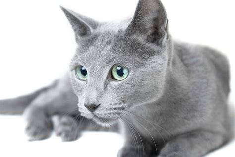 Russian Blue Cat Breed Information and Photos | ThriftyFun