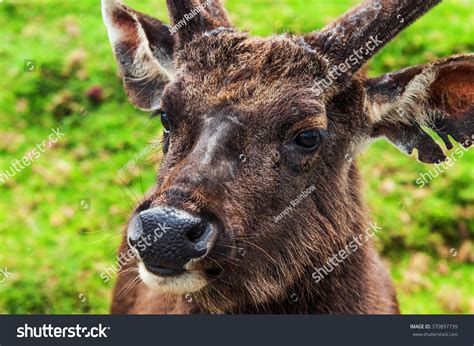 Sri Lankan Sambar Deer Horton Plains Stock Photo 370897739 | Shutterstock