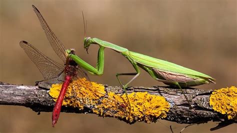 Praying Mantis - Facts and Beyond | Biology Dictionary