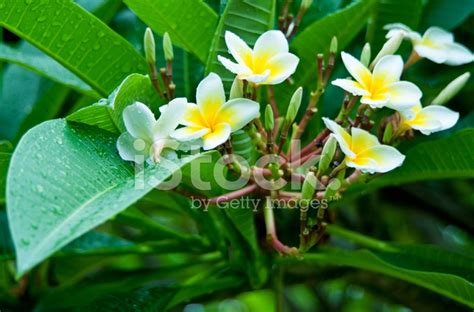 Temple Tree Flower Stock Photo | Royalty-Free | FreeImages