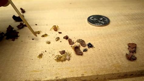 Inside a mud dauber wasp nest - YouTube