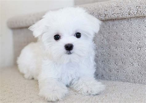 Maltese Puppies For Sale | Orange County, CA #312045