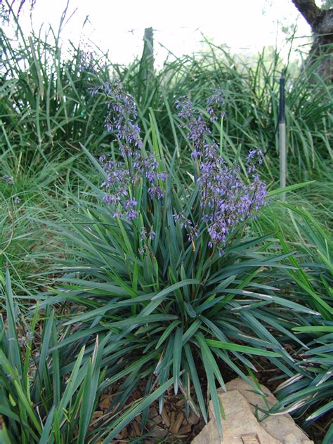 Little Becca™ Flax Lily | Plants, Monrovia plants, Wholesale plants