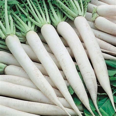 CHINESE RADISH F1 BLANCO – Asian and tropical vegetable seeds