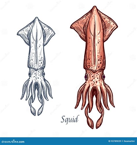 Squid Seafood Vector Isolated Sketch Icon Stock Vector - Illustration ...