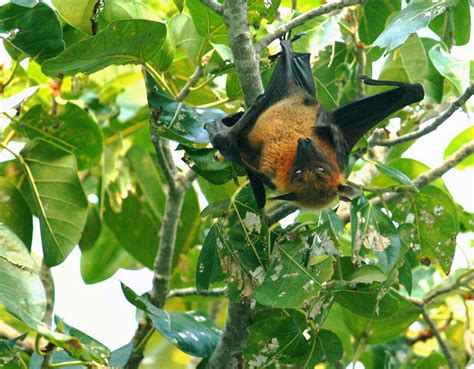 Fruit Bat | A common fruit bat.... I love these fascinating … | Flickr