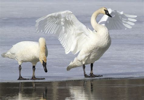 Trumpeter swan hunting proposal alarms birders | The Spokesman-Review