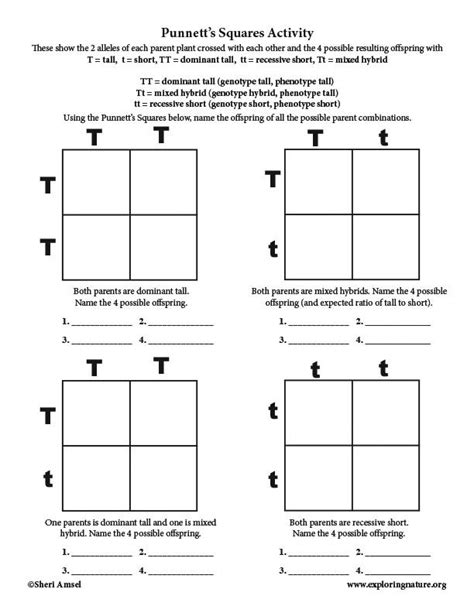 Mendel Punnett Square Worksheet