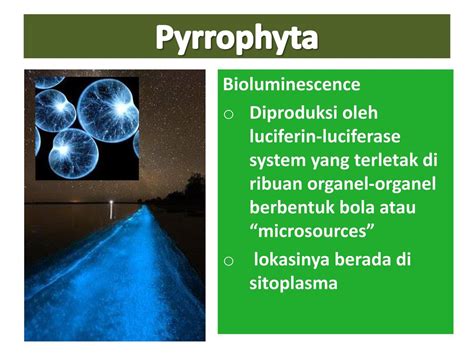 ALGA. - ppt download